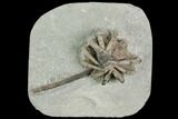Crinoid (Agaricocrinus) Fossil - Crawfordsville, Indiana #122970-1